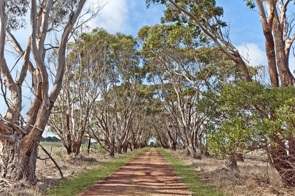 Image of tree