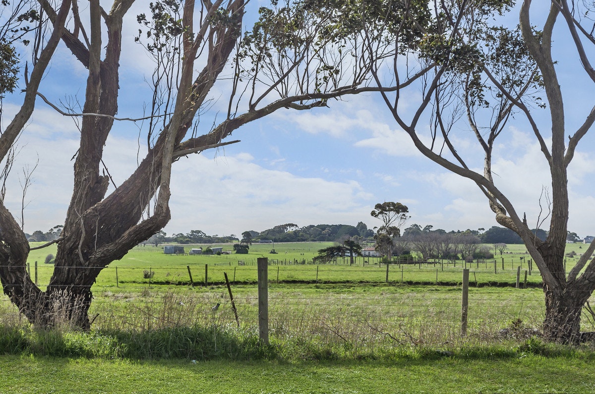 Image of tree