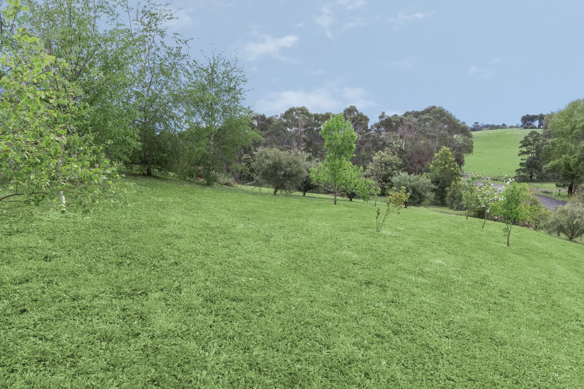Image of grass