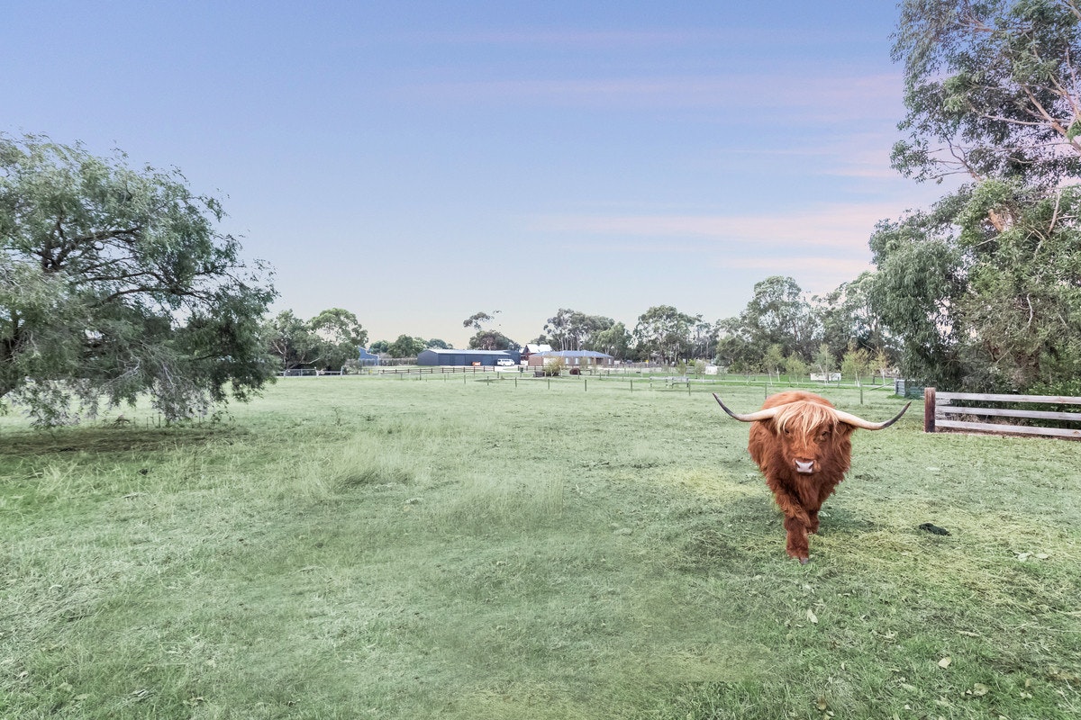 Image of animal