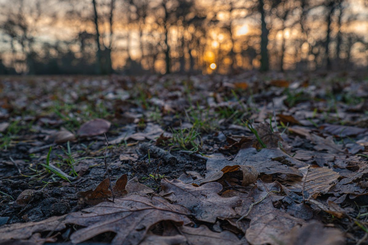 Faldende blade i en skov