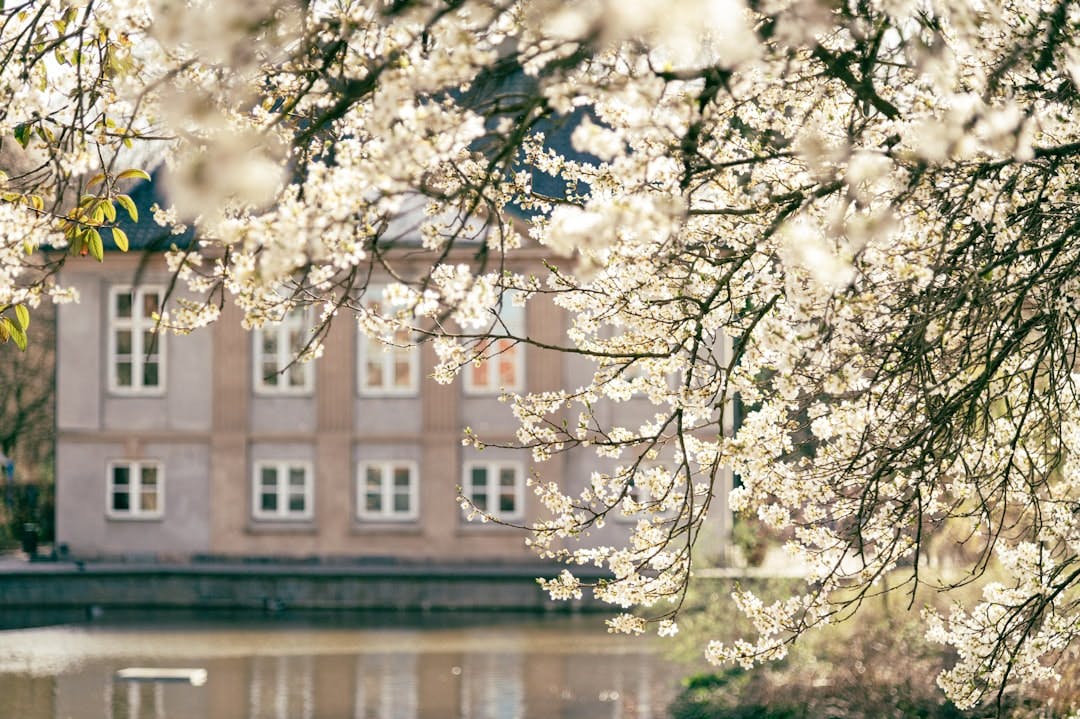 Hvor finder du ledige lejeboliger på Frederiksberg, og hvorfor er udbuddet spredt over mange små udlejere? (Photo by Artem Shuba on Unsplash)