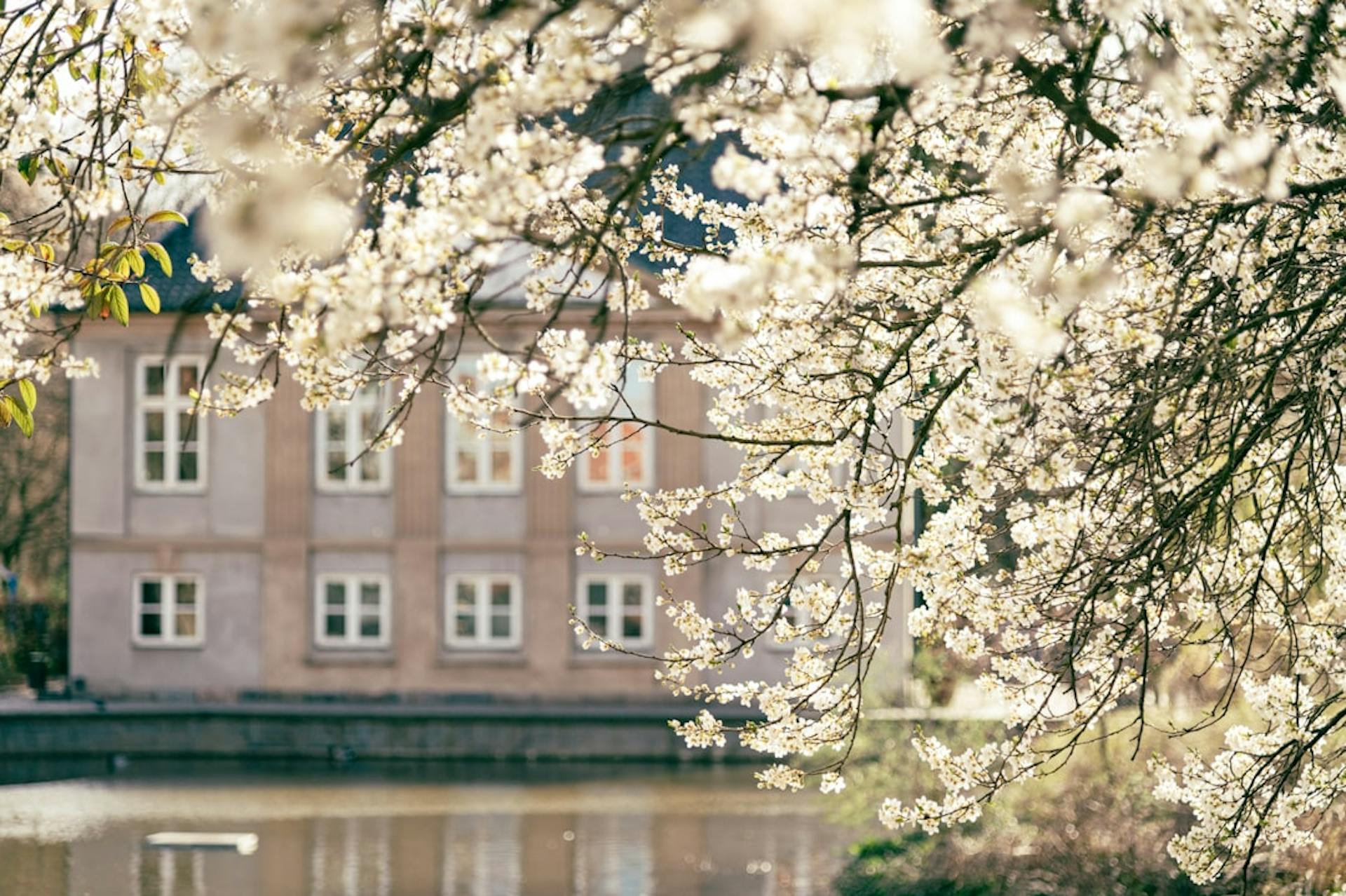 Sådan finder du en lejebolig på Howitzvej, Duevej og Rolighedsvej. (Photo by Artem Shuba on Unsplash)