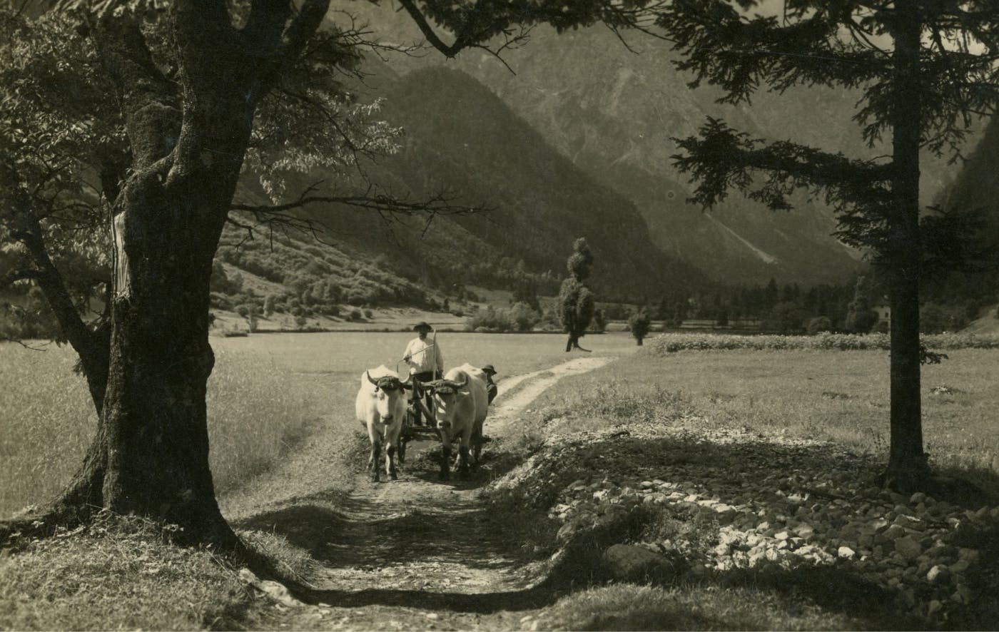 Starejša črno-bela fotografija poti čez travnik, po kateri dva človeka vodita voz, ki ga vleče živina