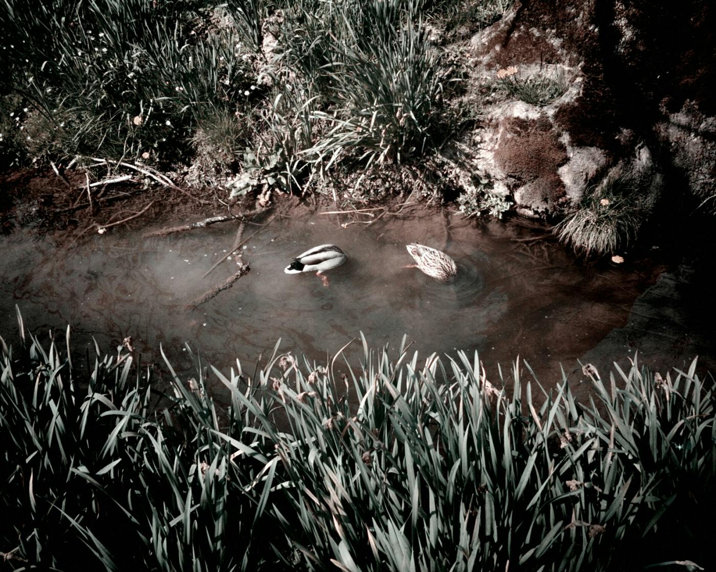 Potoček, fotografiran od zgoraj, v njem se potapljata dve raci