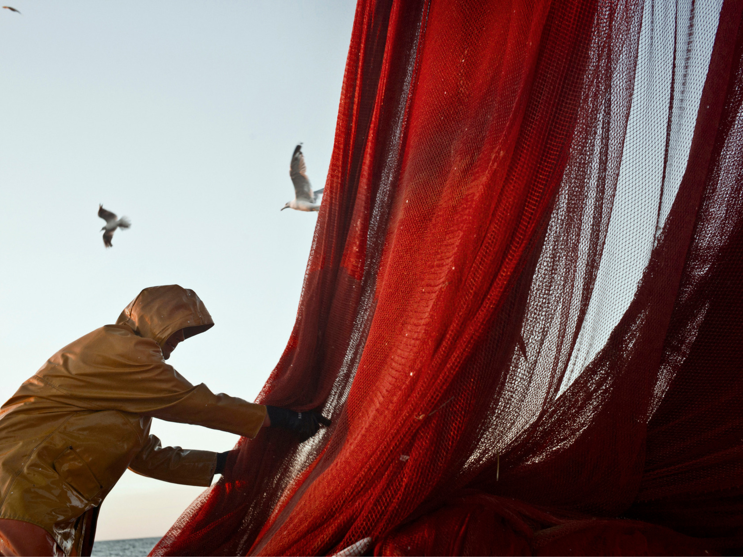 Ribič, ki razteguje veliko rdečo ribiško mrežo, za njim letita dva galeba