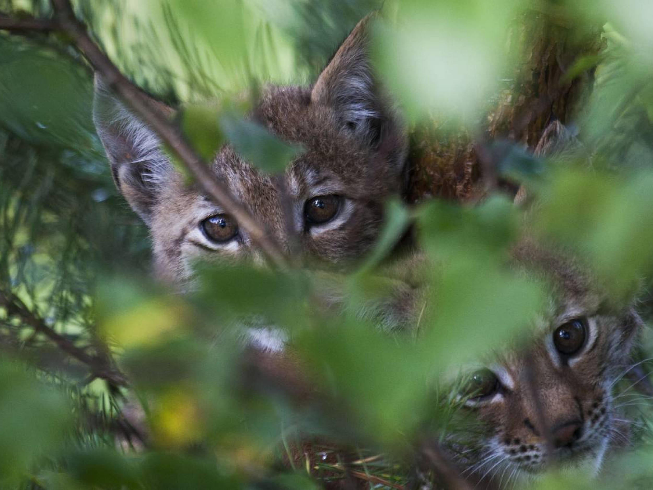 Obraza dveh mladičev risov, ki kukata izza zelenih listov drevesa.