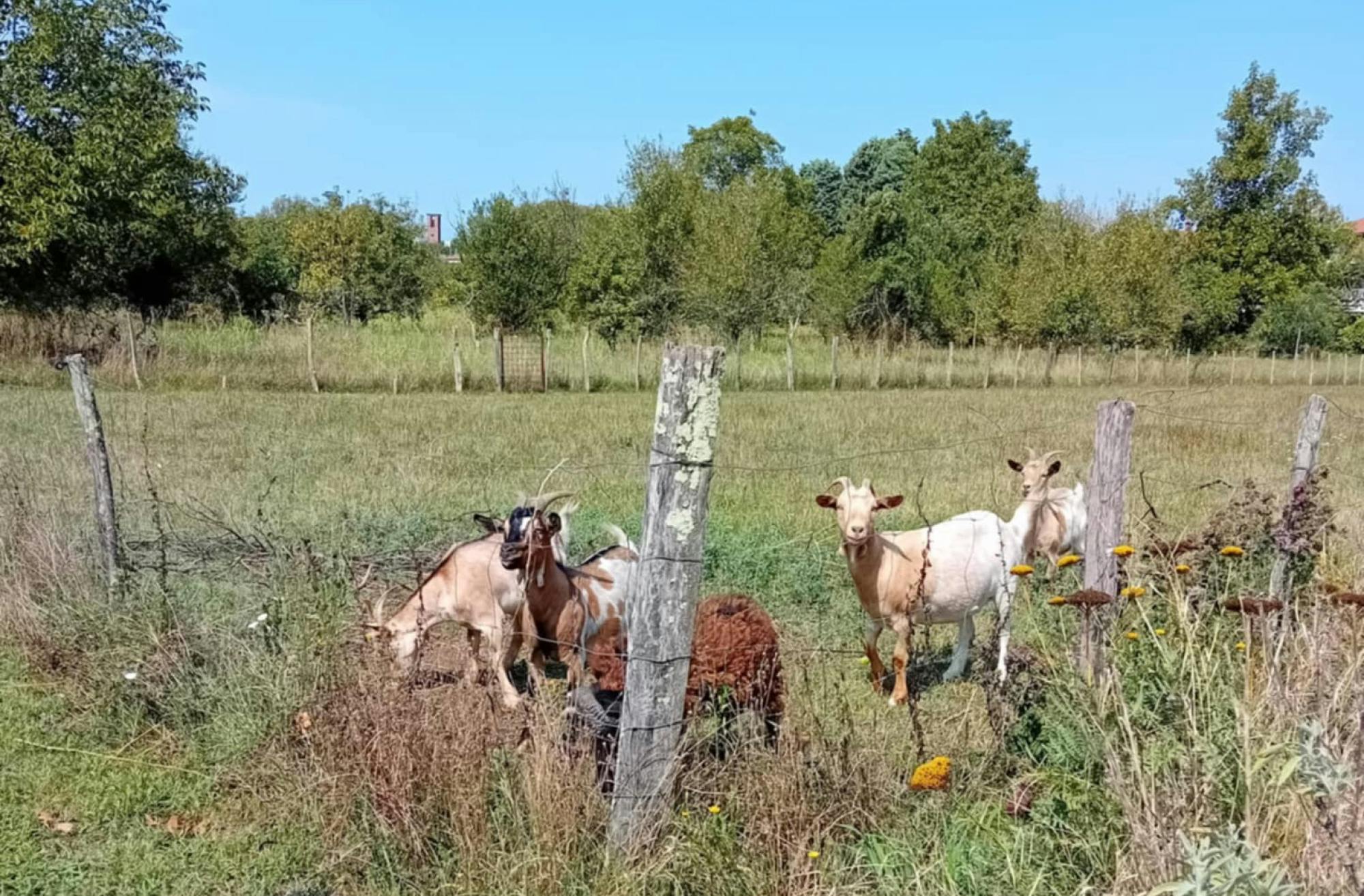 Koze na trati za ograjo