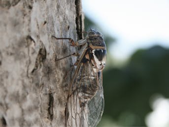 Detaljna fotografija škržata