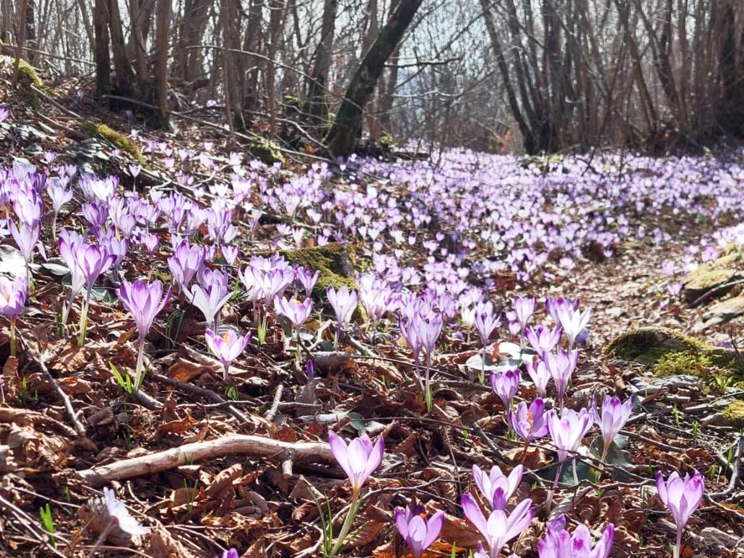 Polje žefranov na goznatih tleh.
