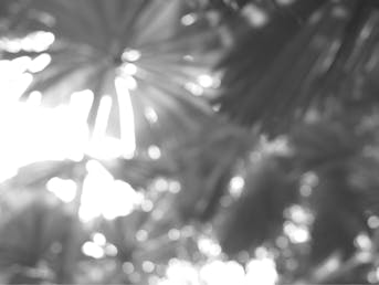 Zamegljena črno-bela fotografija palm