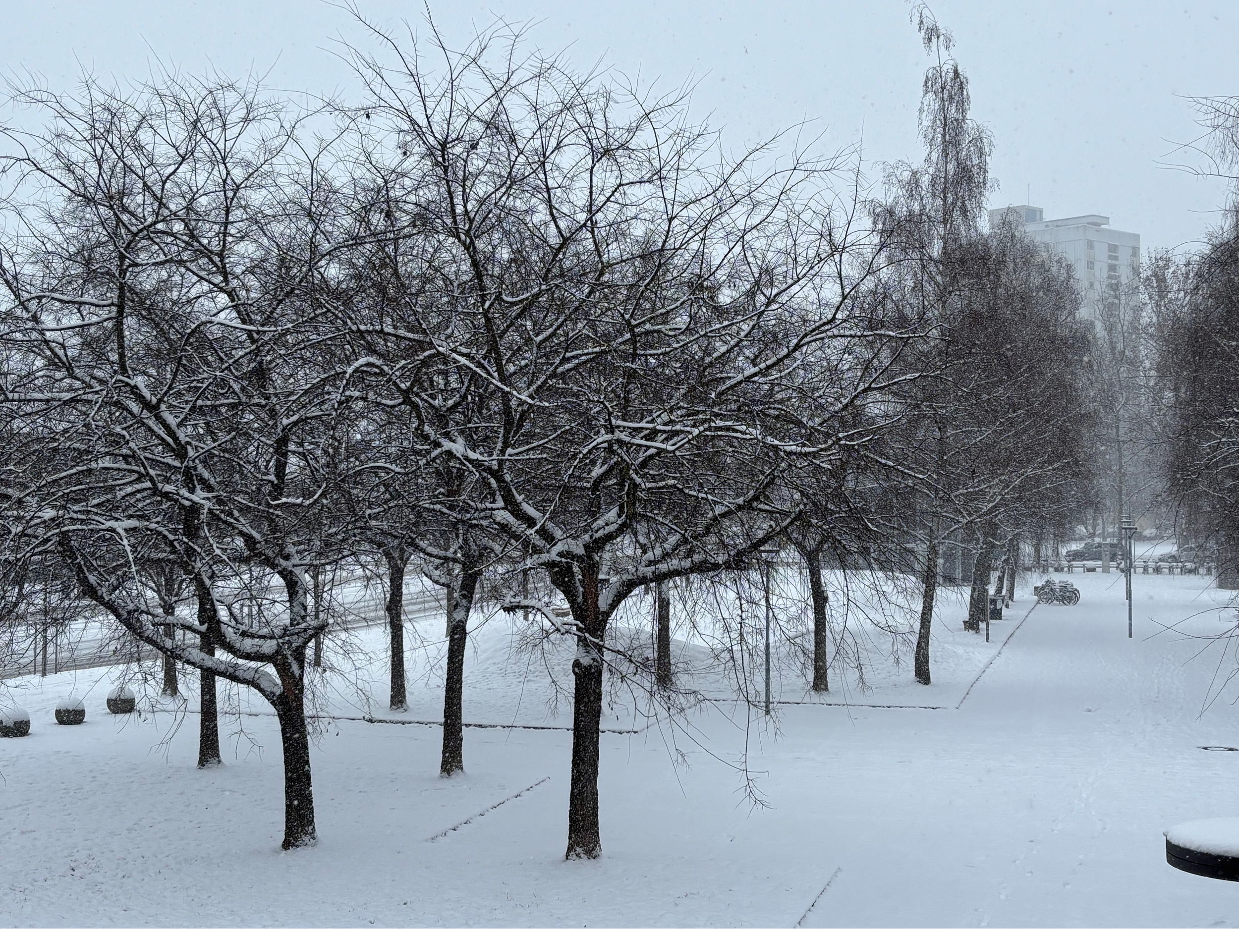 Pogled na zasneženo ulico in drevesa, v ozadju je stanovanjski blok