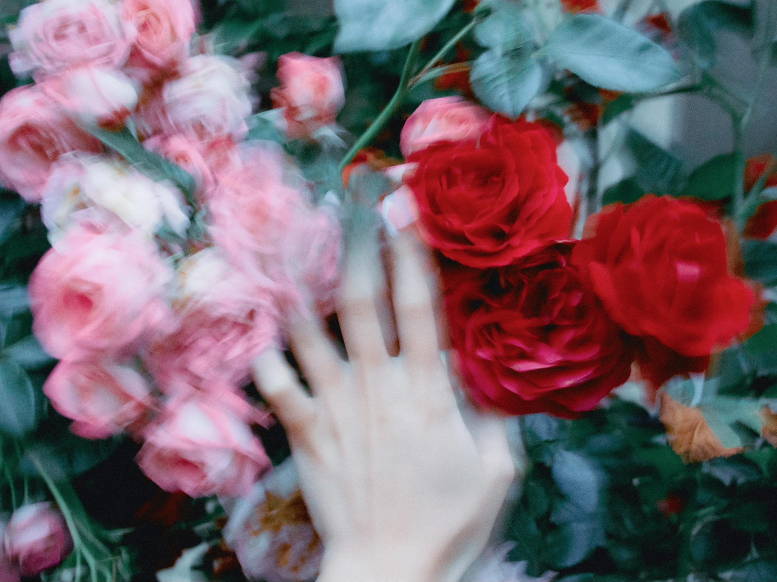 Zamegljena fotografija roke, v kateri je šop roza in rdečih vrtnic