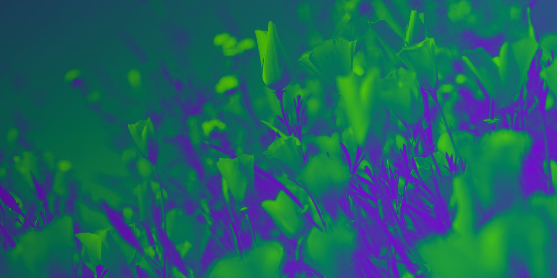 Dekorativna grafika