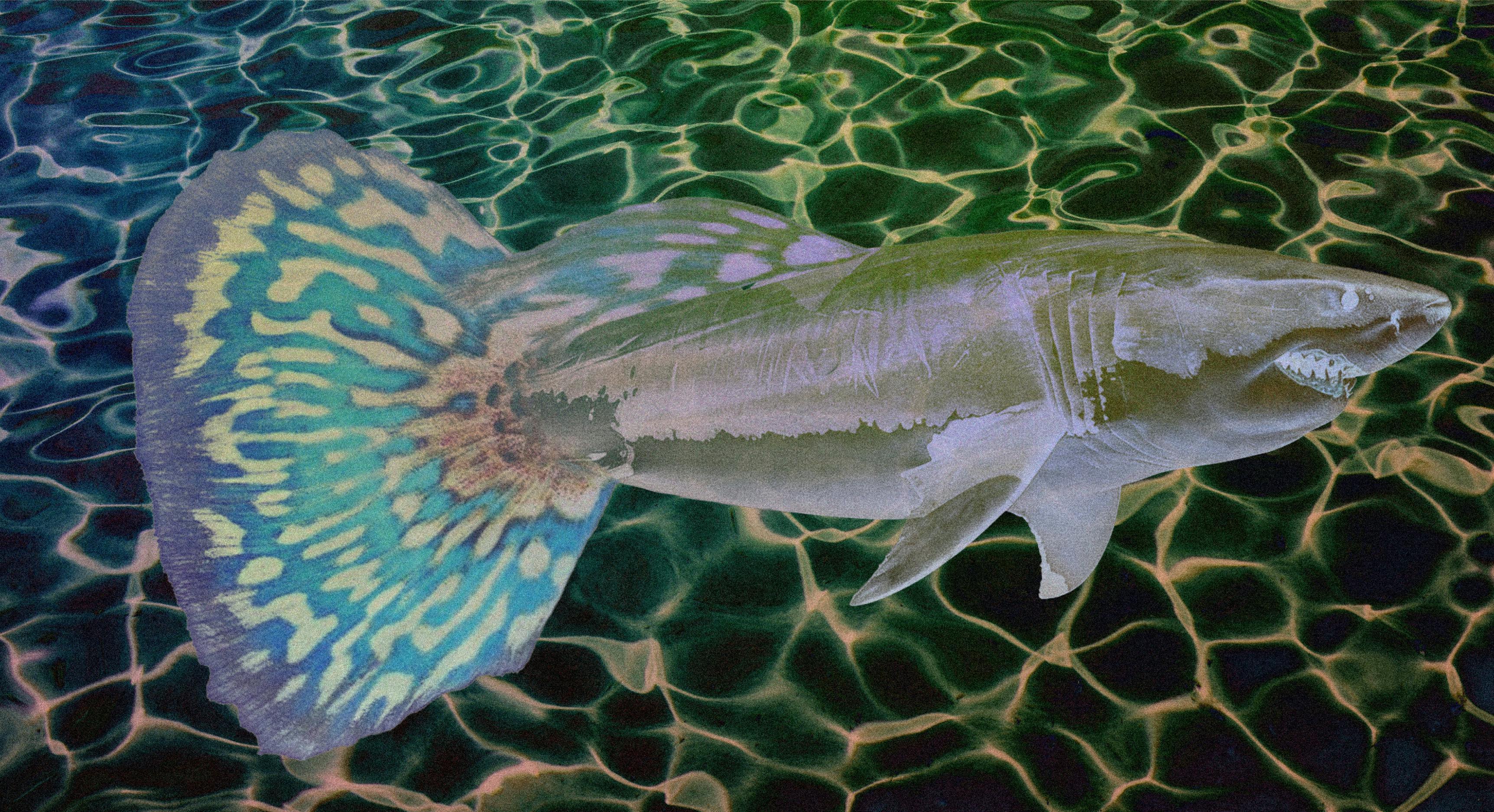 Dekorativna grafika