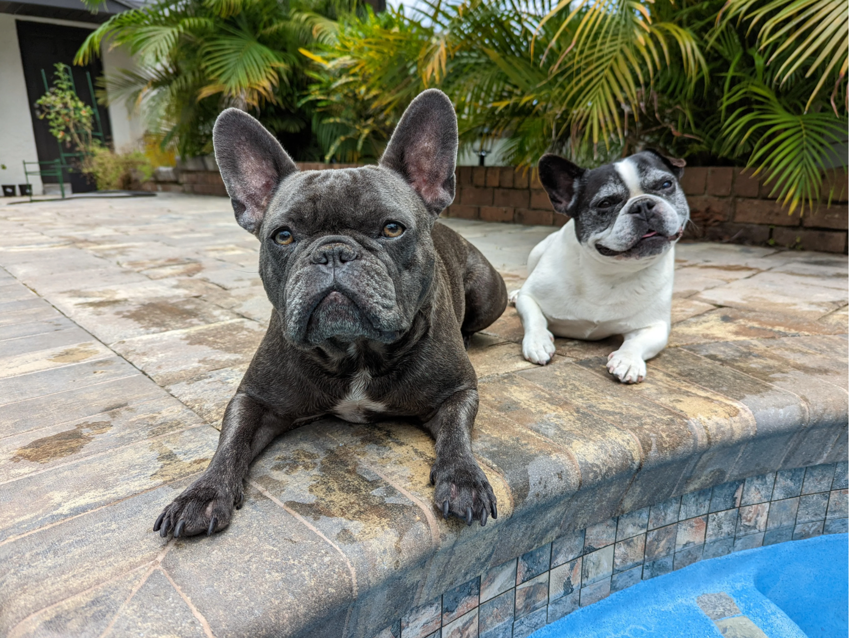 u/weneedanapocalypse’s fave crew, the moron twins, Cheese (left) and Beignet (right)