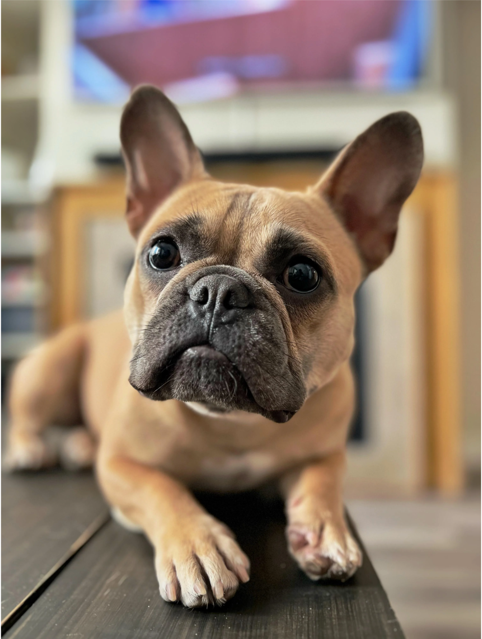 u/connectcalgary’s Bulldog, his highness King Hippo