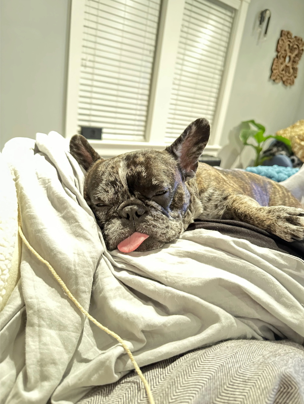 u/bos_mjm’s Pickle, cutie frenchie