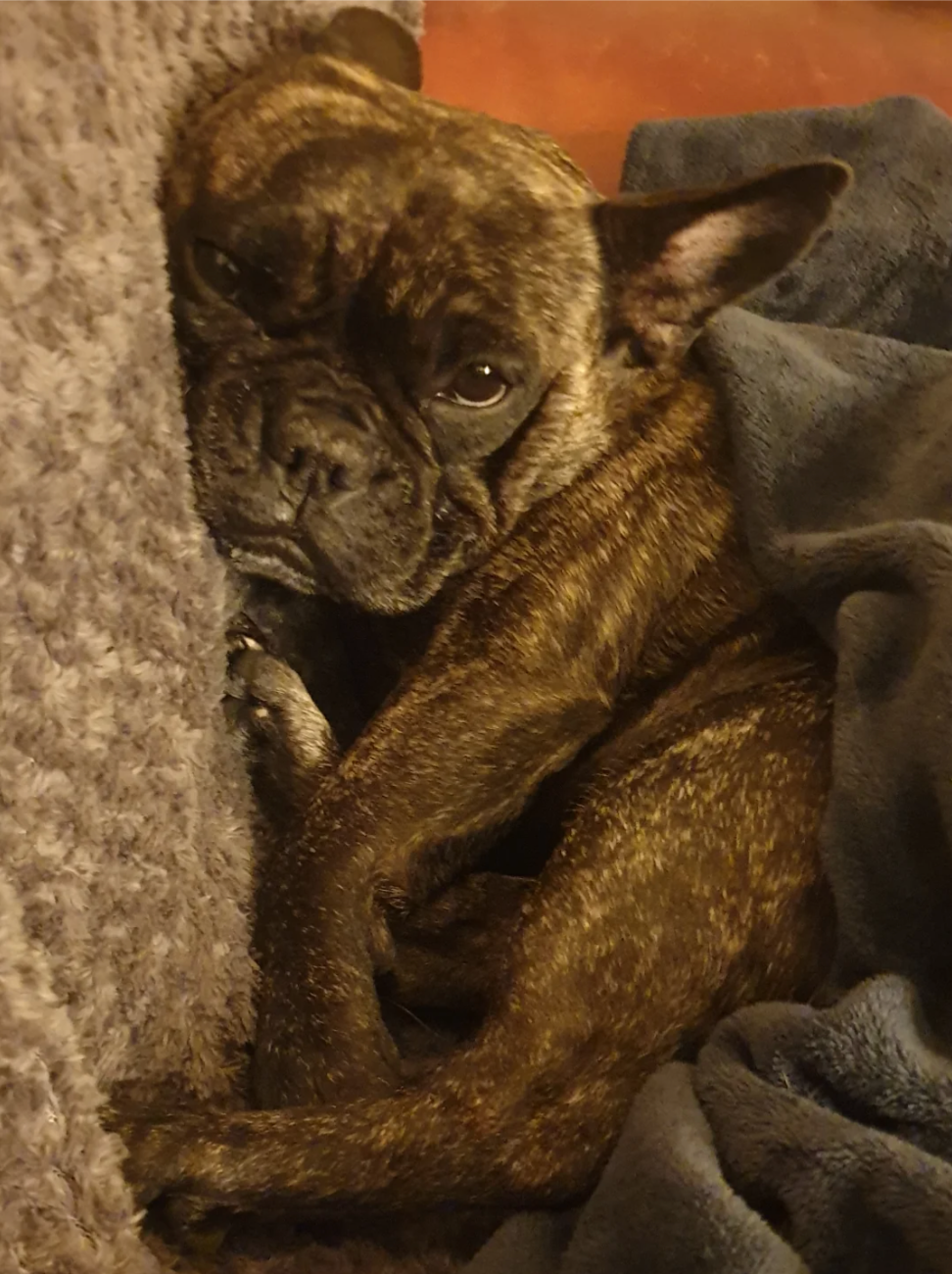 u/cocunuts99’s Lil Fathead Frenchie Bullie