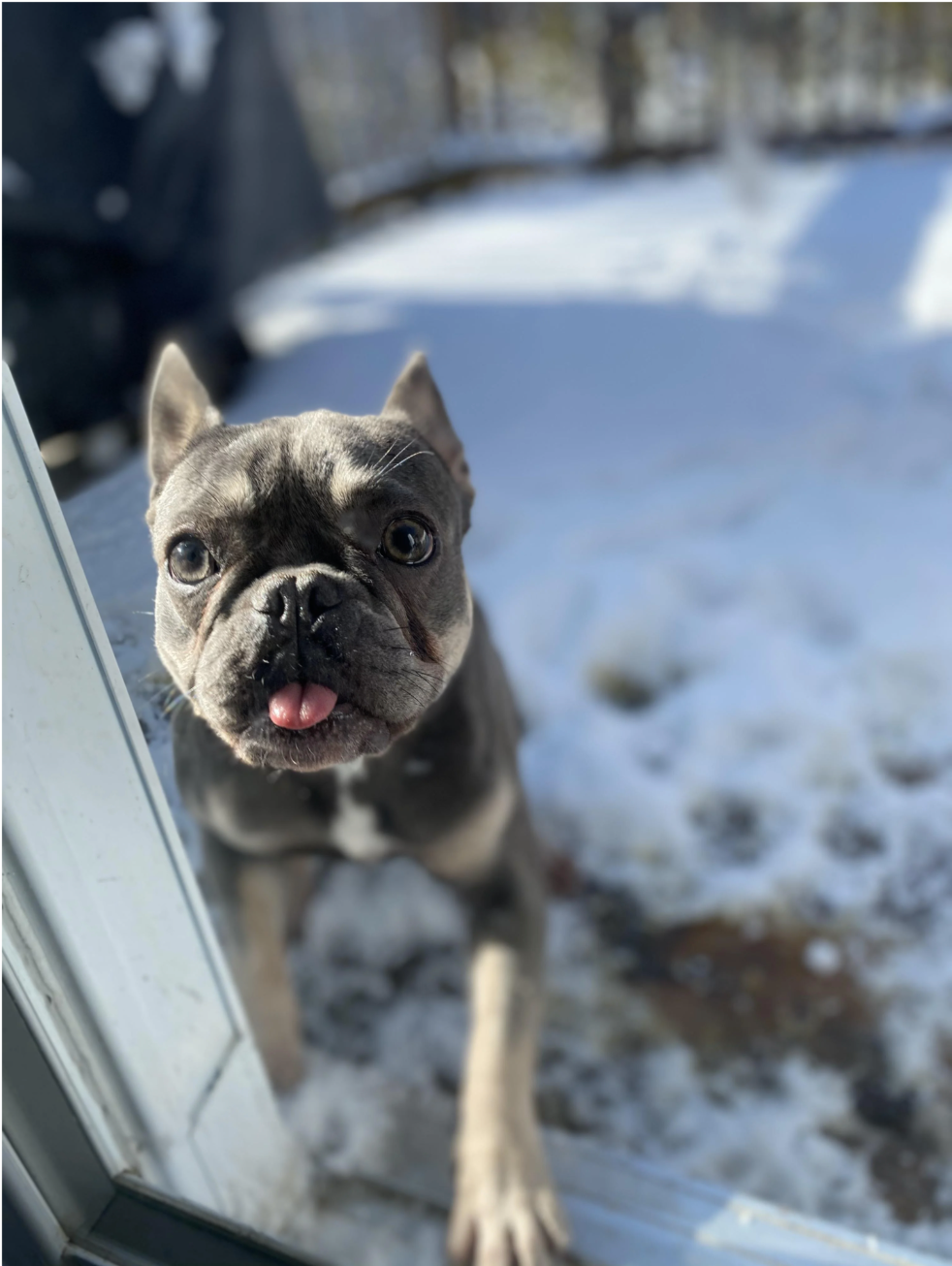 Jellybean, u/Makgibsâ Frenchie