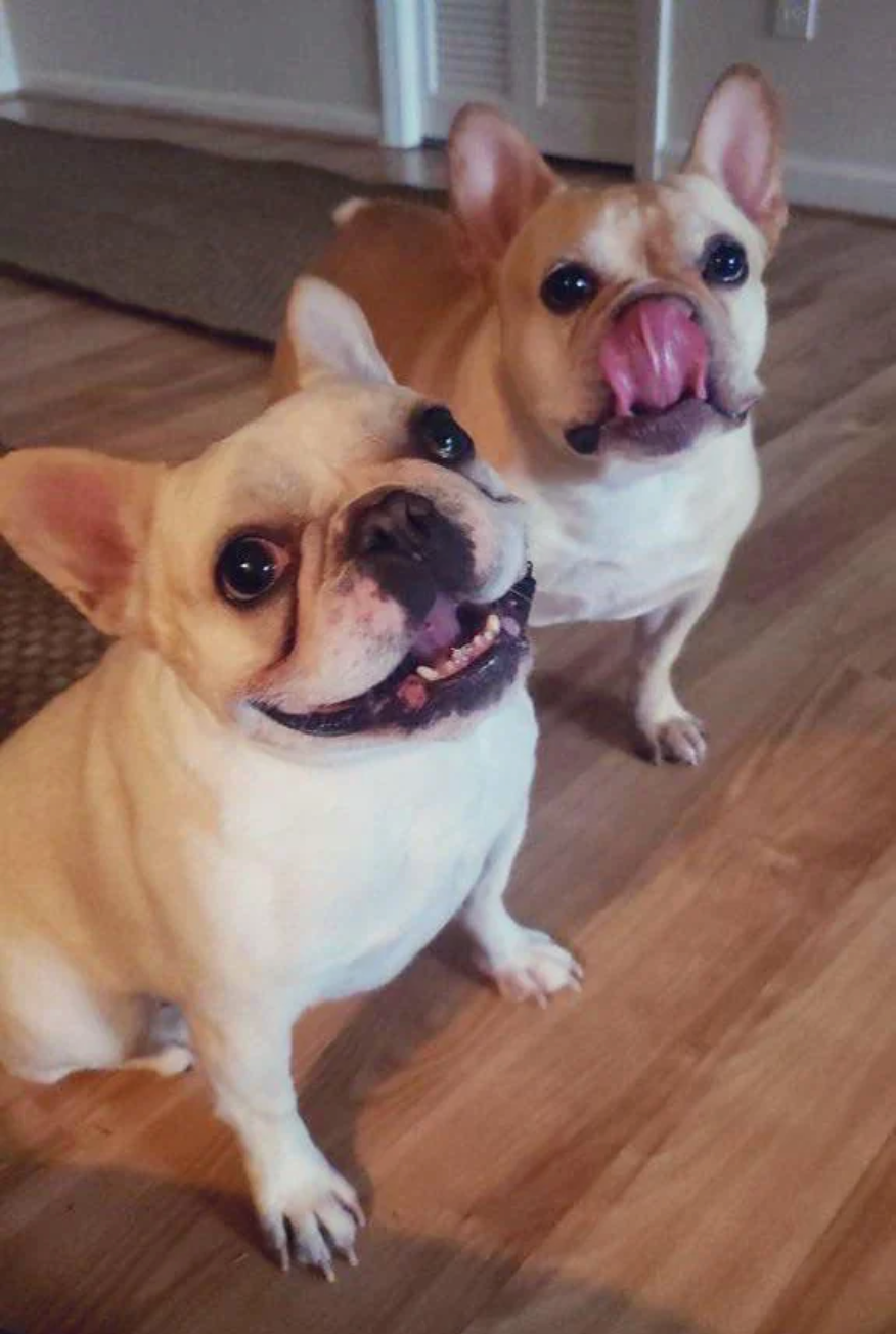 u/bunnehfeet’s Lawd Chonk and sister Coco Chanel
