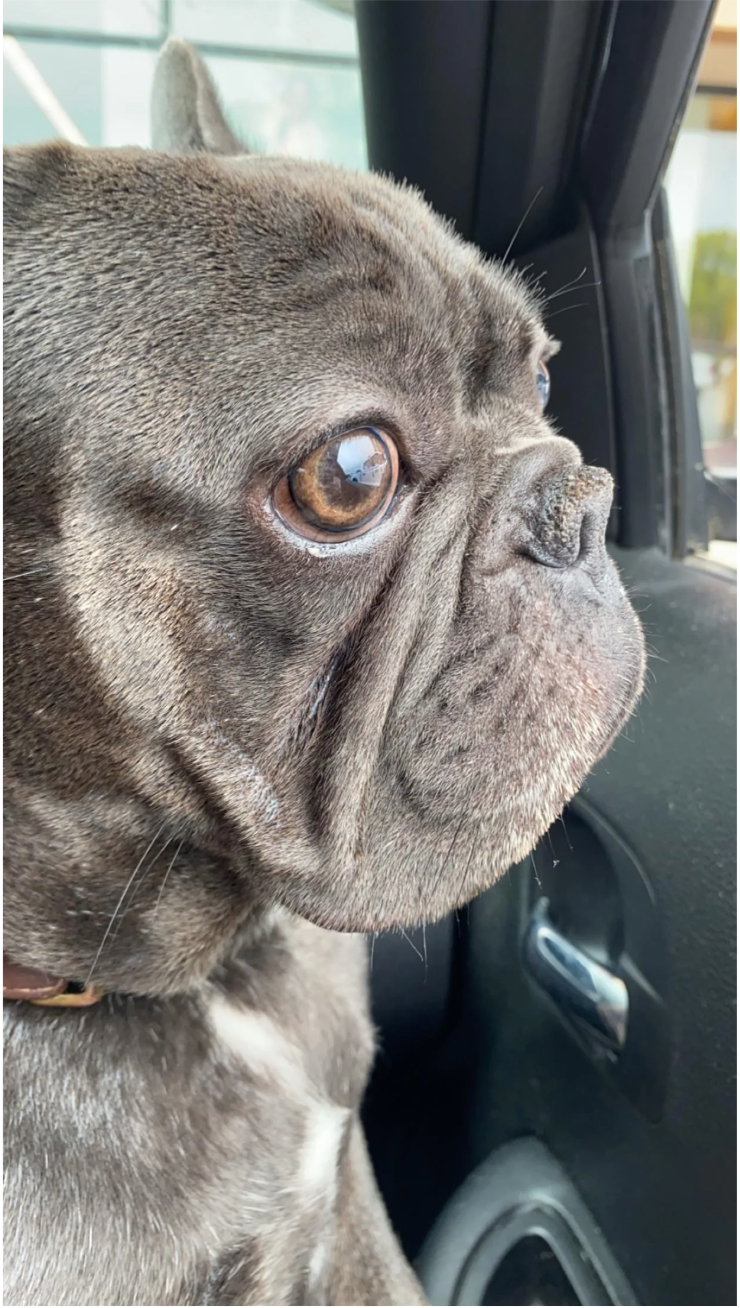 Porkchop, u/deleted’s frenchie