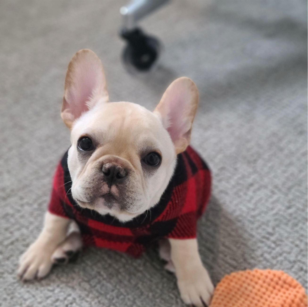 u/jcdlane’s Aww, No, Stop bulldog.
