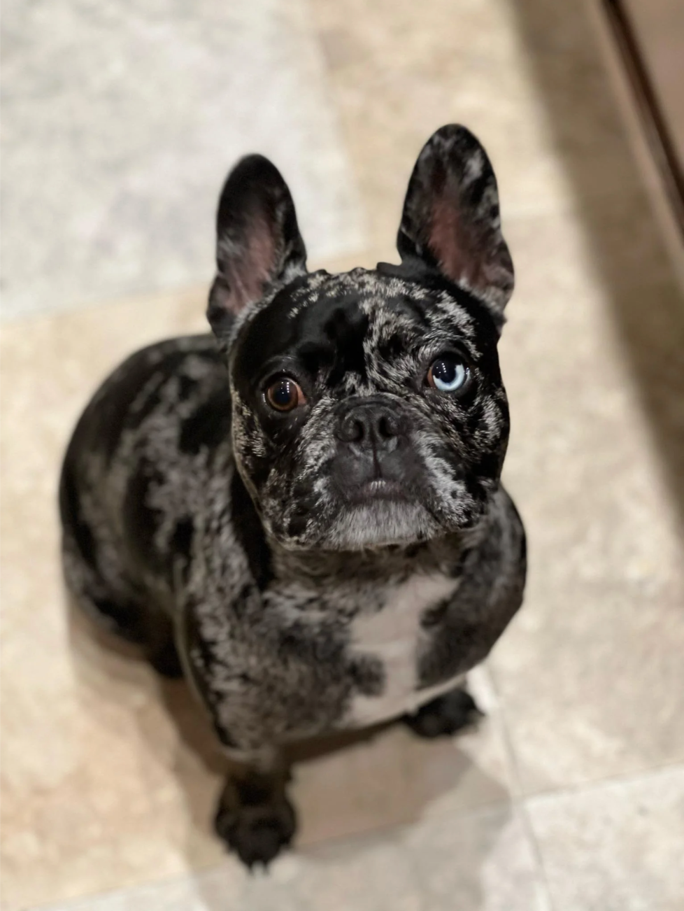 u/cupcakesnkittens’ cutie frenchie