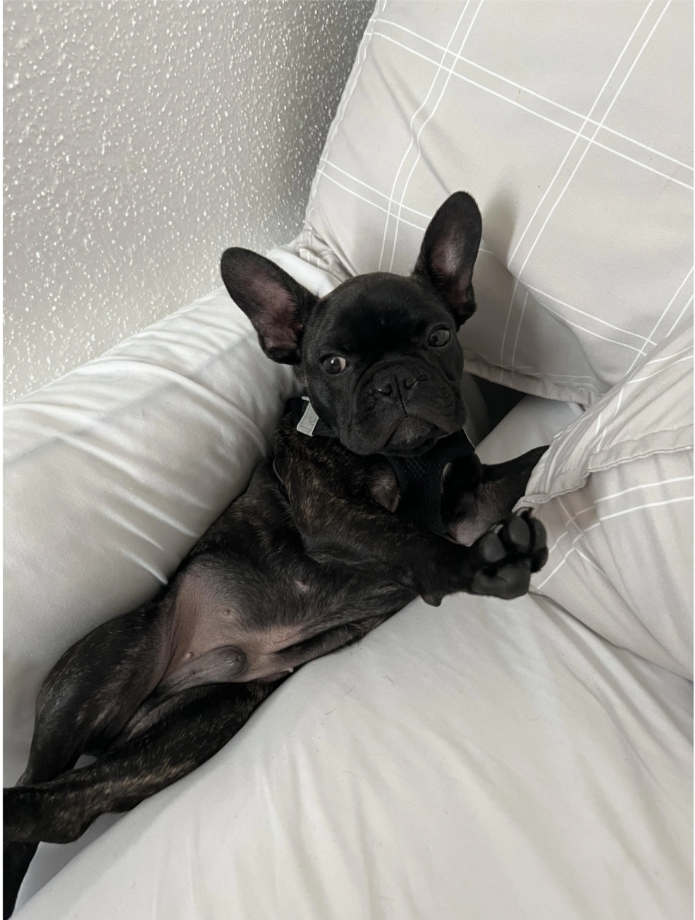 u/deleted’s main man Lil Dude