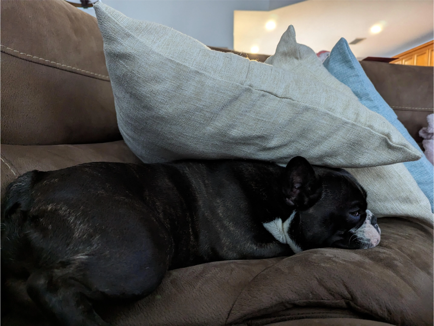 Theeco Teco, aka his highness Sir Pounce A Lot, u/xc86’s french bulldog