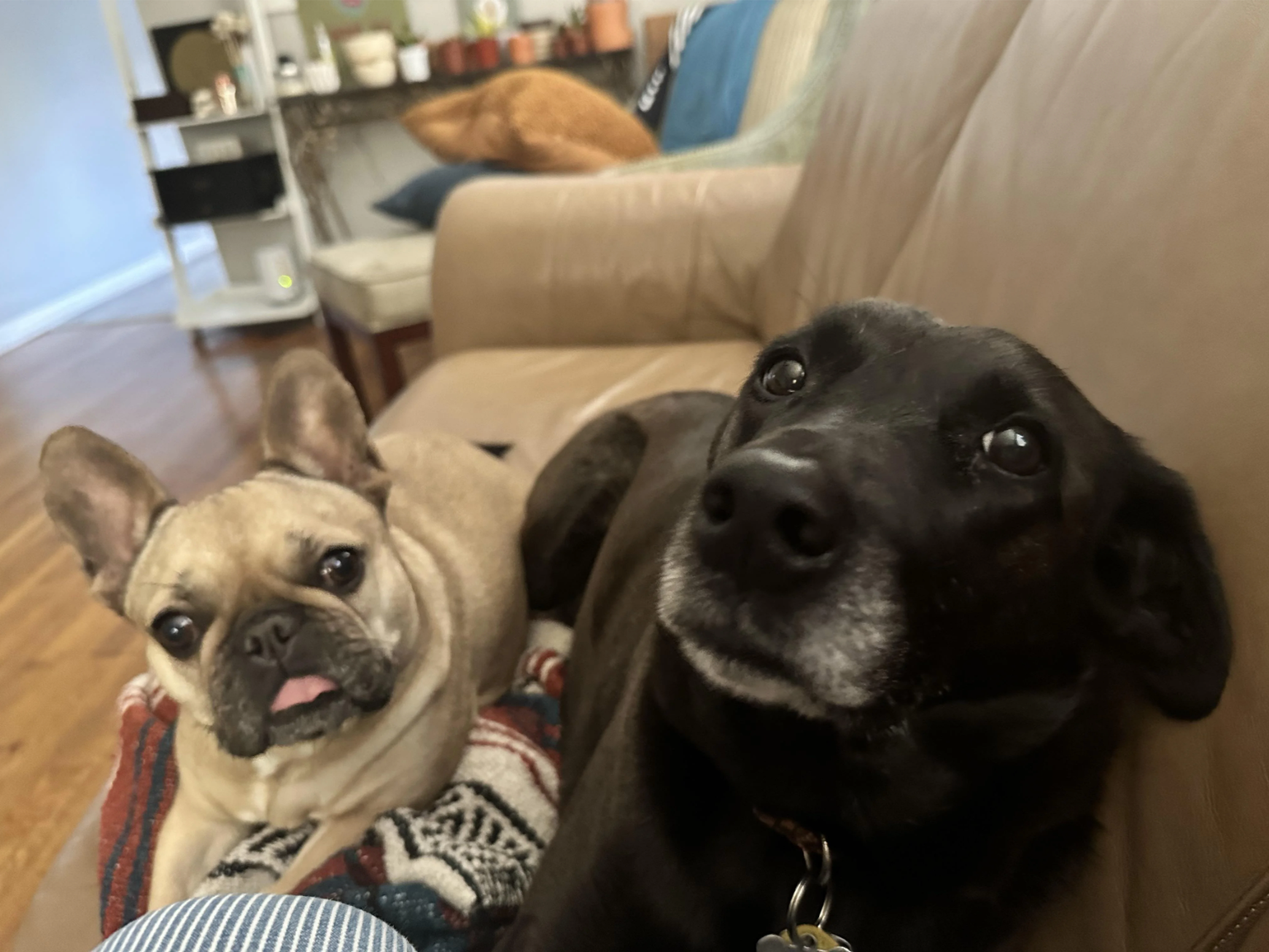 Vienna Sausage, u/dumb-plant-bitch’s French bullie on the left