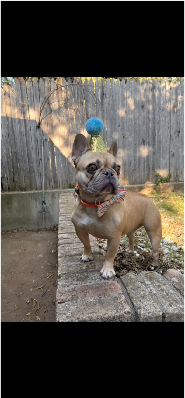 u/One-Community-1387’s bow-tie Ollie