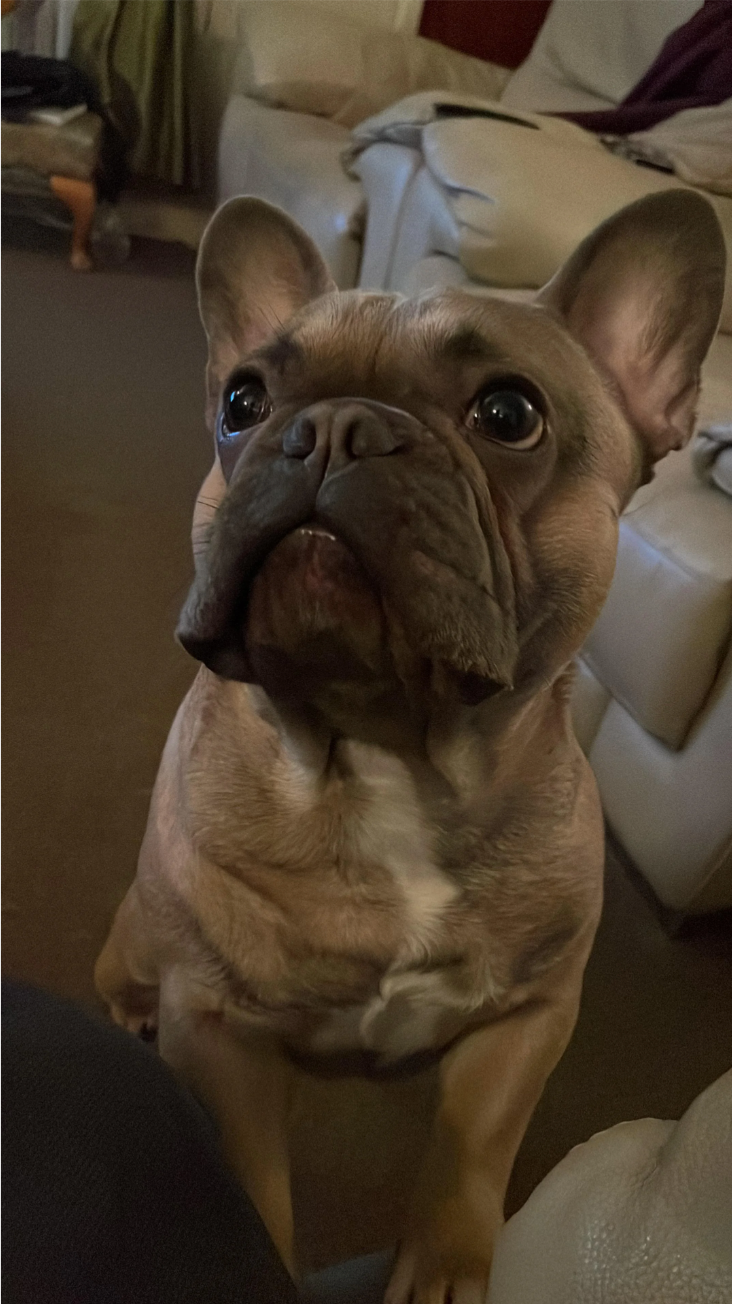 Spudlington Von Floofmeister, u/GhCaitlin98’s frenchie