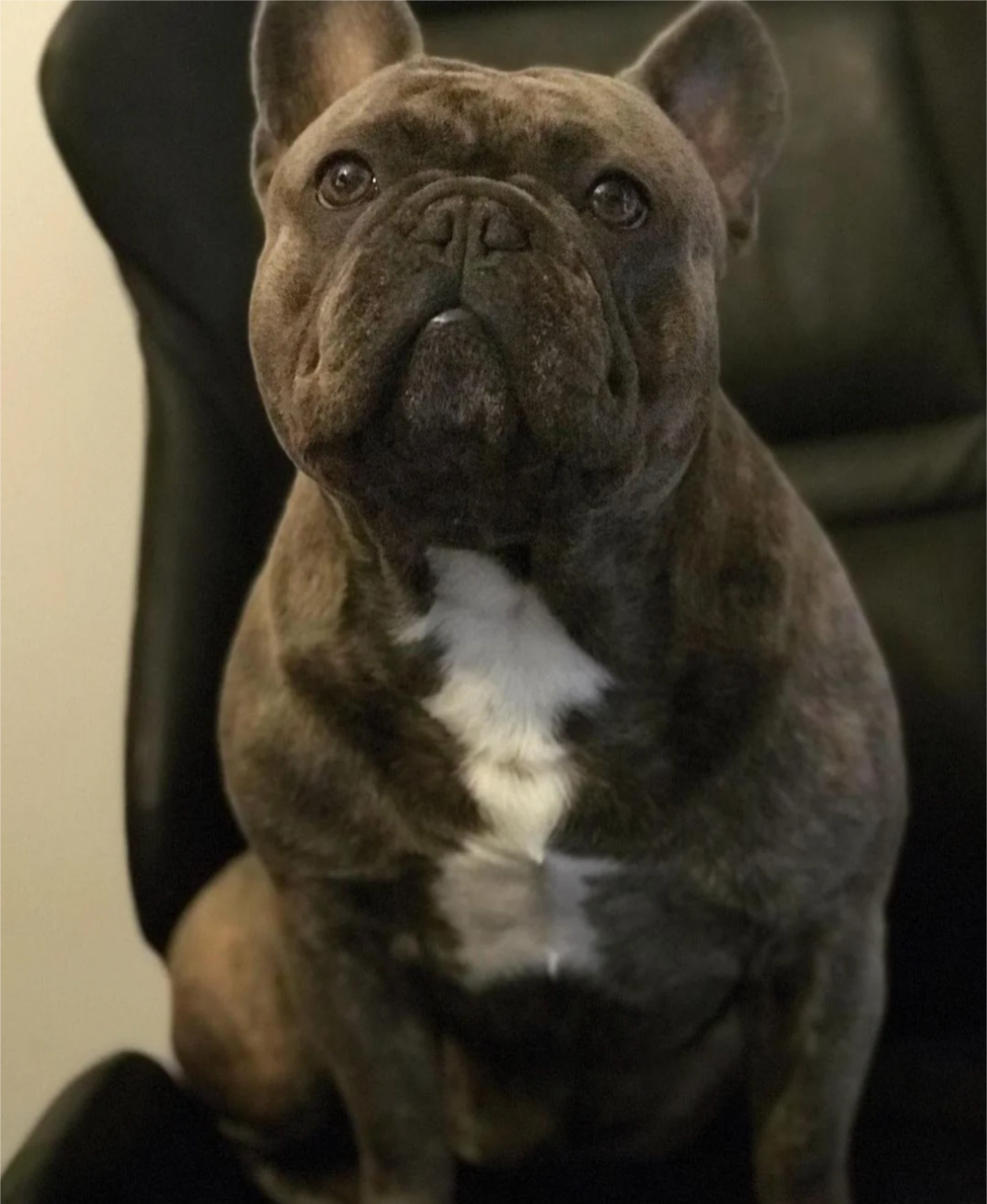 u/th3nz412’s good boy El chapo