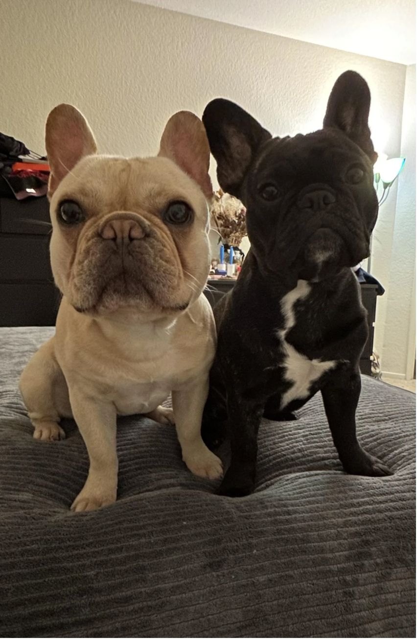 u/TnyRawr500âs Peanut (Left) and Emmi Lu (Right)