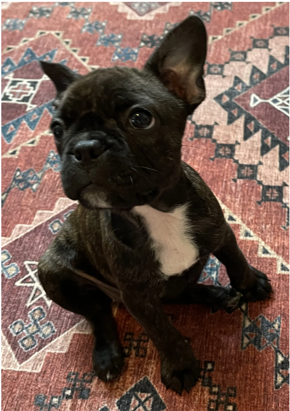 u/phoenixconfidential’s Daisy