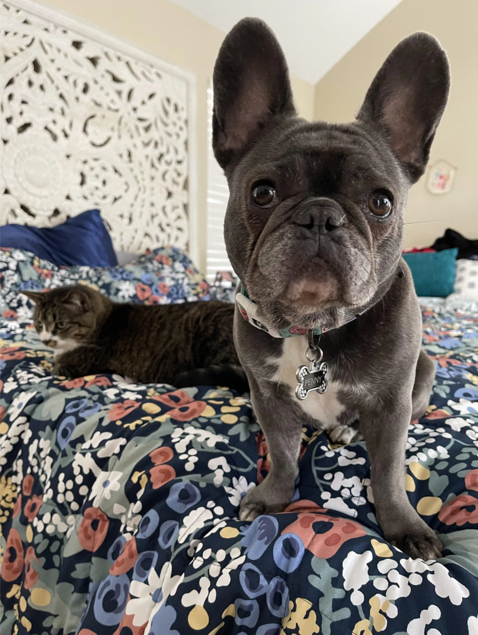 u/SimplyAng’ cute little Potato