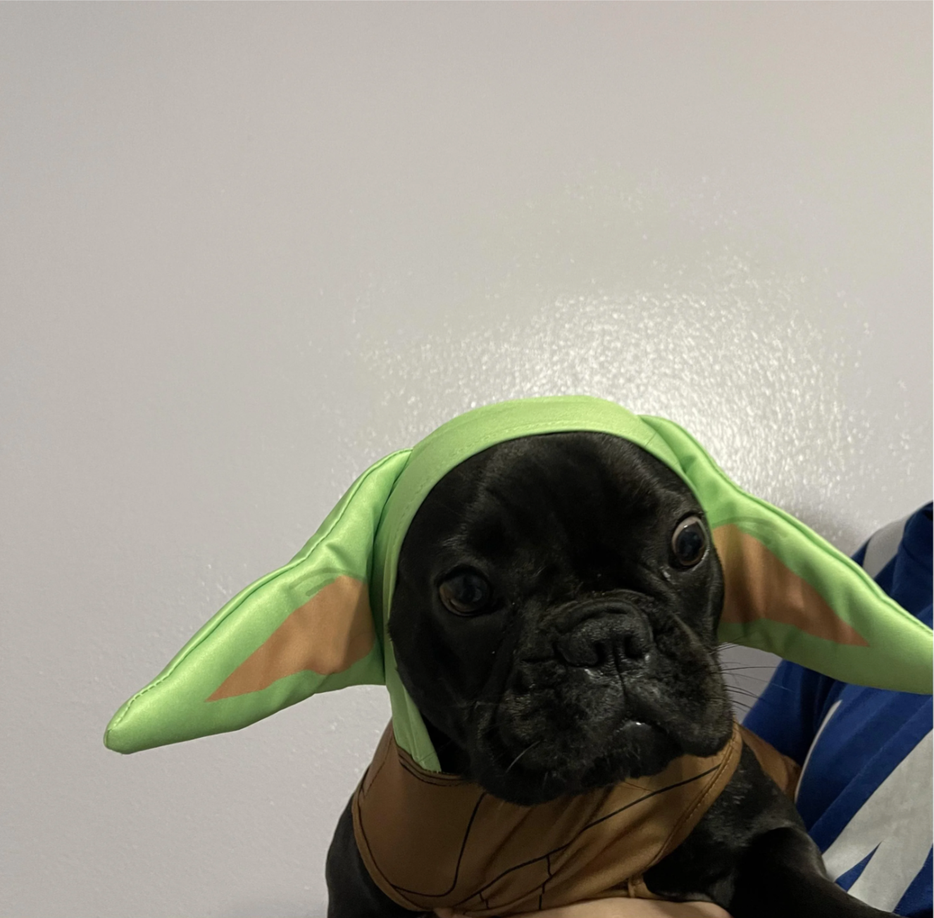 u/horizonshimmer’ yodie yoda