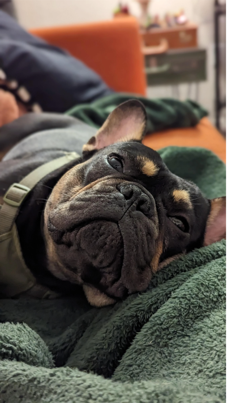 u/JavaPig’s French bullie Nugget