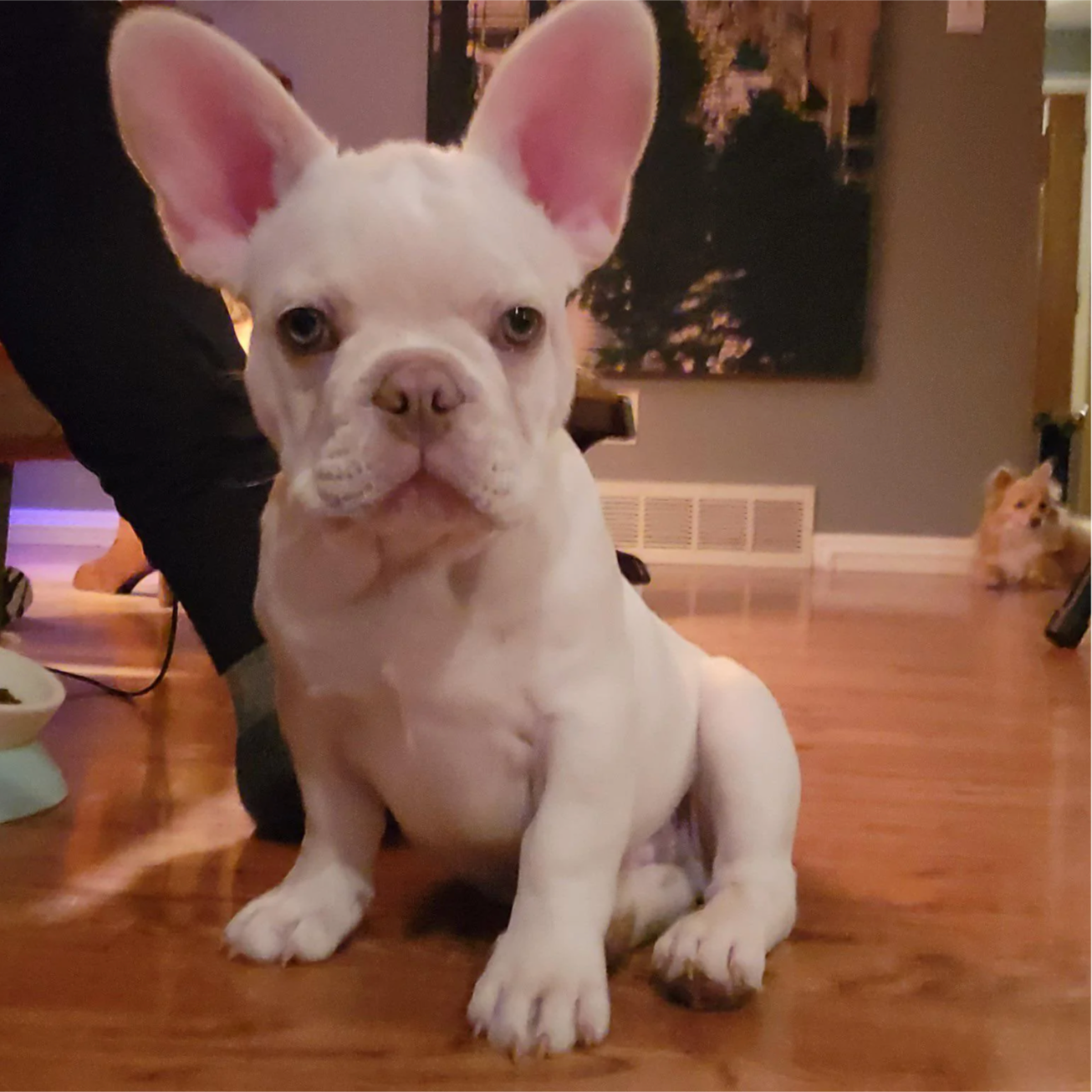 u/djsoleil9’ puppas a wuppas