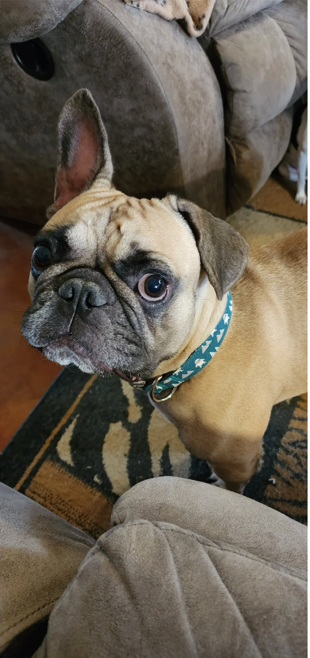 Lord Meatball of Mayhem, u/WyldInTheStreets57’s french bulldog