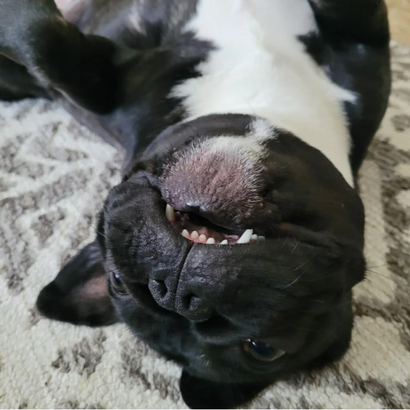 u/thewellhaspoison’s frenchie bobo