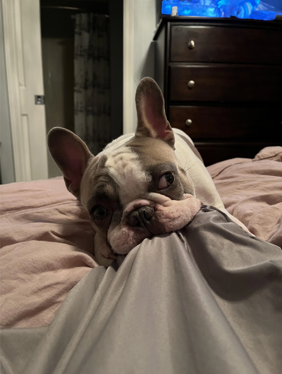 u/Potato_nuggiesâ french dog Bus bus bus buuus