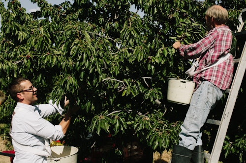 Molly Moon Cherry Farm Tour