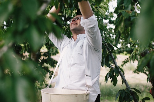 Molly Moon Cherry Farm Tour