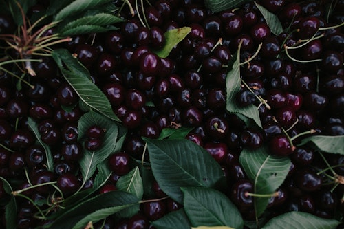 Molly Moon Cherry Farm Tour