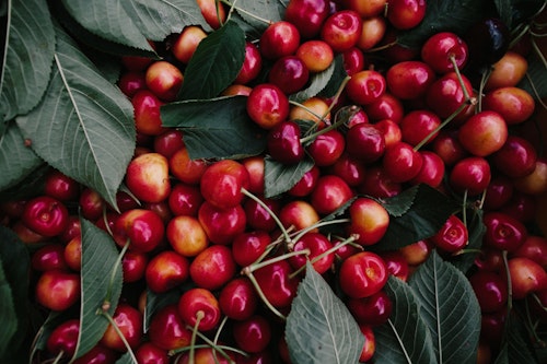 Molly Moon Cherry Farm Tour