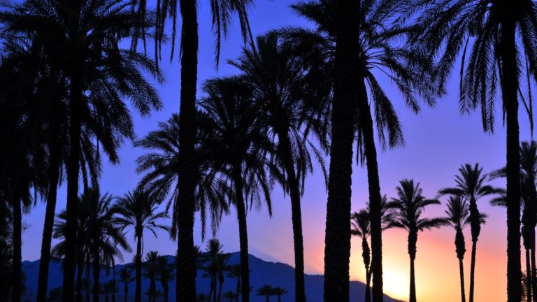 Holiday Inn Express with palm trees