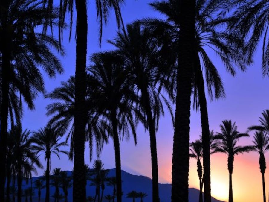 Holiday Inn Express with palm trees