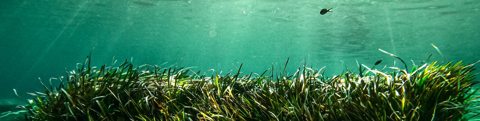 Underwater scene featuring a vibrant bed of seagrass illuminated by sunlight filtering through clear, turquoise water. Small fish swim above the seagrass, adding life to the serene marine environment.
